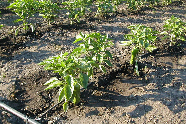 Irrigation goutte à goutte des poivrons