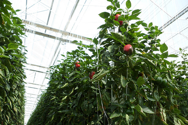 Les feuilles de poivre s'enroulent dans la serre