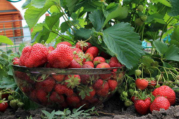 Récolte des fraises