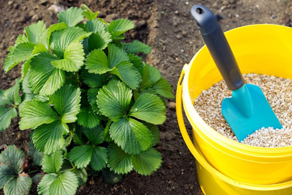 Nourrir les fraises avec des engrais minéraux