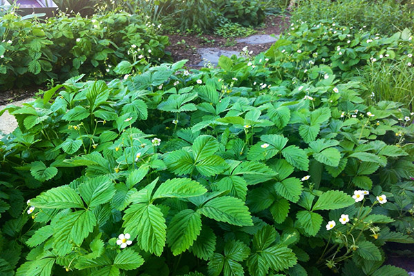 Buissons de fraises en fleurs