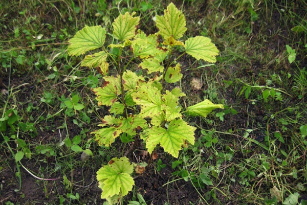 Jeune groseille aux feuilles jaunes