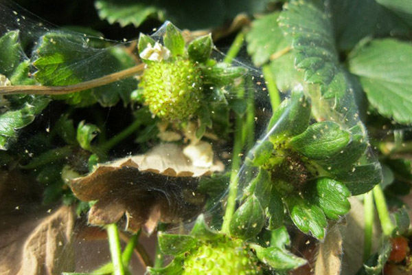 Tétranyque sur les fraises