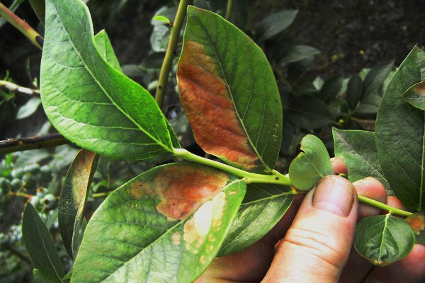 Taches de rouille sur les feuilles de bleuet