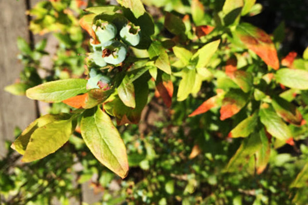 Les feuilles de myrtille jaunissent