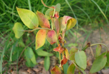 Le buisson de bleuets sèche