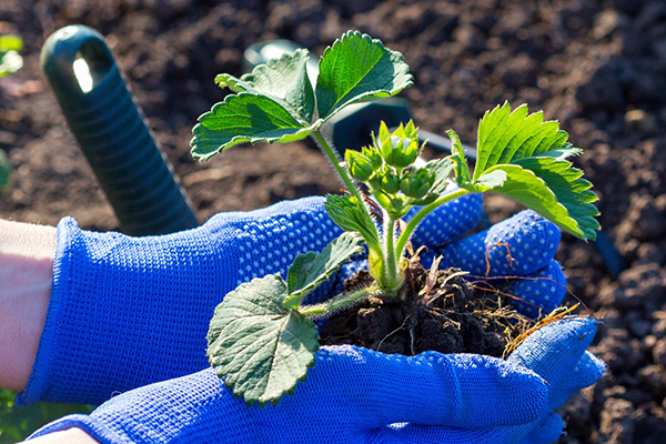 Plants de fraises