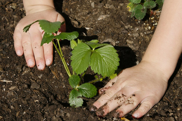 Planter des fraises en pleine terre