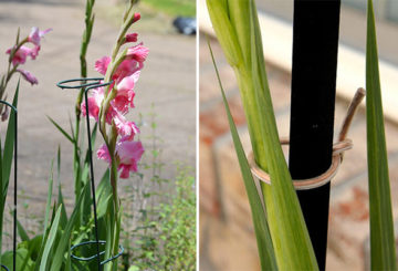 Garter of gladioli