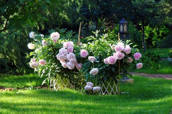 Jarretière de pivoines