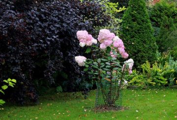 Un buisson d'hortensias entouré d'un filet