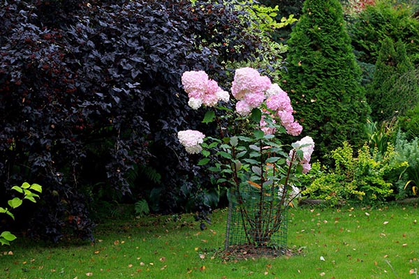 Un buisson d'hortensias entouré d'un filet