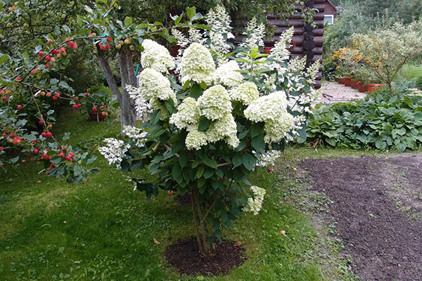 Bunden hortensia buske