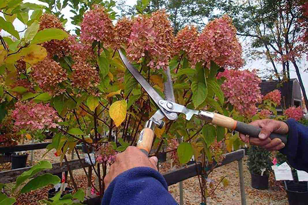 Taille des hortensias en automne