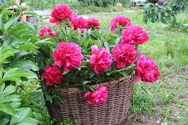 Panier de pivoines