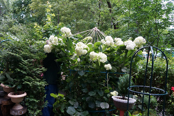 Buisson d'hortensia attaché