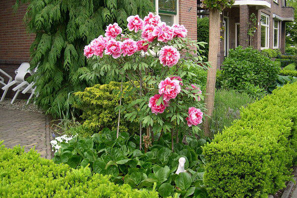 Buisson de pivoine attaché