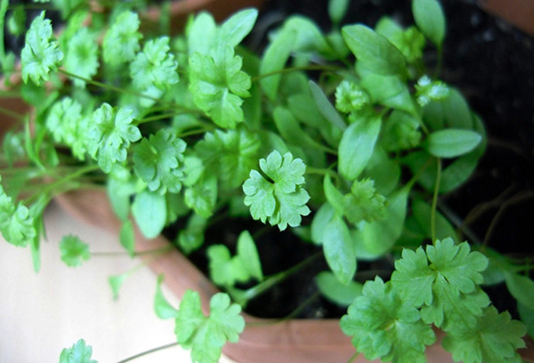 Feuilles de coriandre