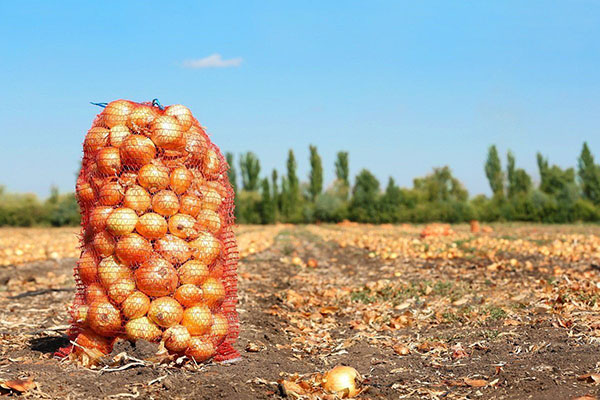 Récolter les oignons pour le stockage