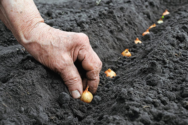 Planter des ensembles d'oignons