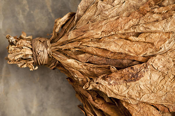 Feuilles de tabac séchées