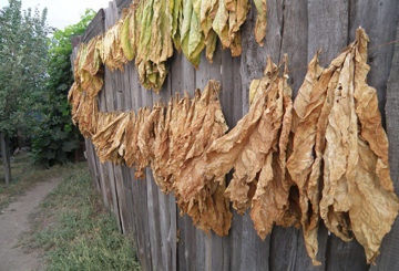 Séchage extérieur du tabac