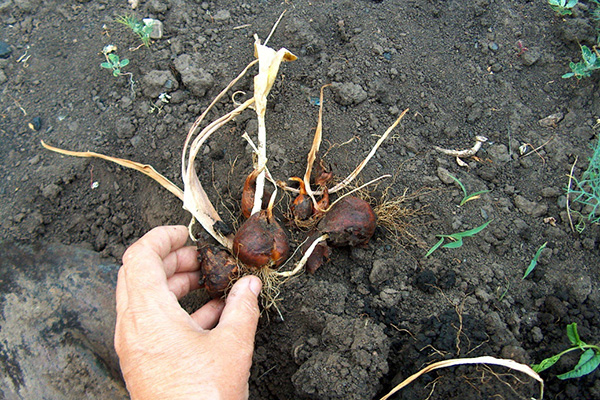 Dug up bulbes de tulipes