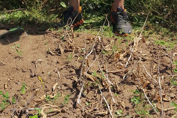 Temps de creusage pour les bulbes de tulipes