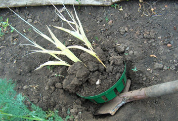 Creuser un panier de tulipes