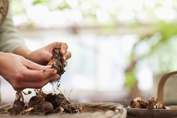 Préparation des bulbes de tulipes pour le stockage