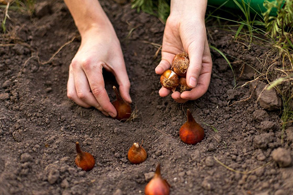 Planter des tulipes