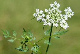 Persil en fleurs