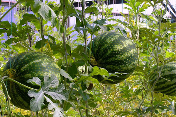 Fruits de pastèques en filets sur treillis verticaux