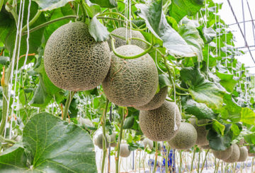 Melons dans la serre