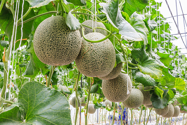 Melons dans la serre