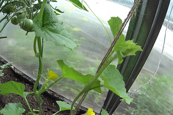 Melons sur des treillis dans la serre