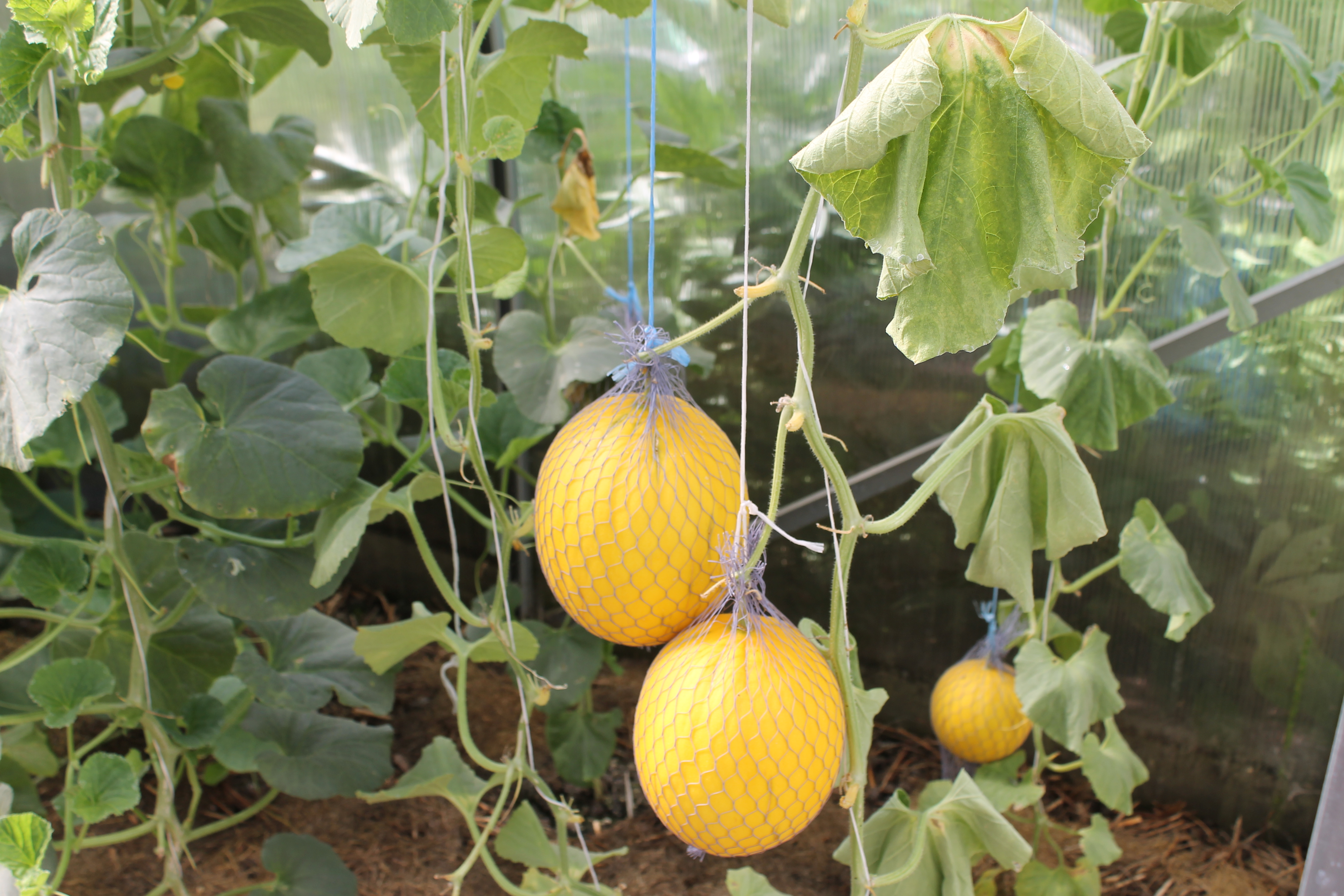 Melons mûris dans une serre