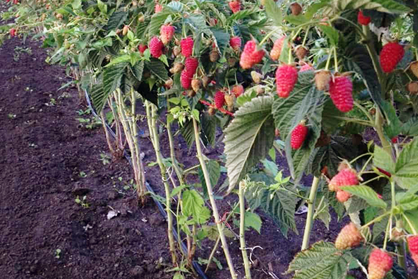 Framboises framboises attachées à un treillis