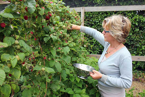 Femme, cueillette, framboises