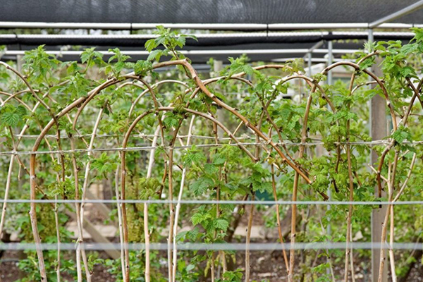 Framboise attachée à un treillis