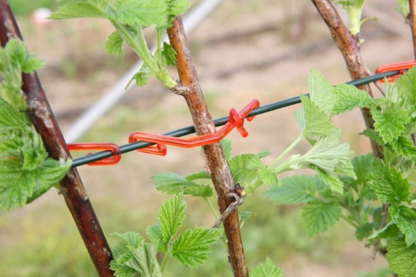 Méthode unique pour attacher les tiges de framboises