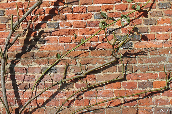 Rosiers grimpants sur un mur de briques