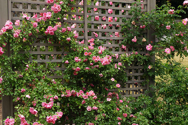 Pergola avec rosiers grimpants