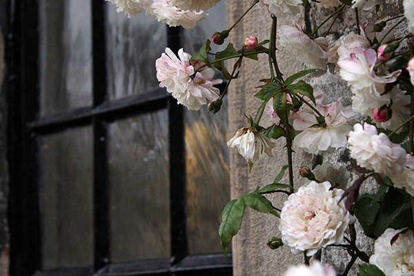 Rosiers grimpants sur un mur de pierre