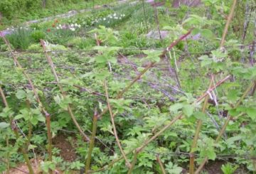 Framboises dans le jardin