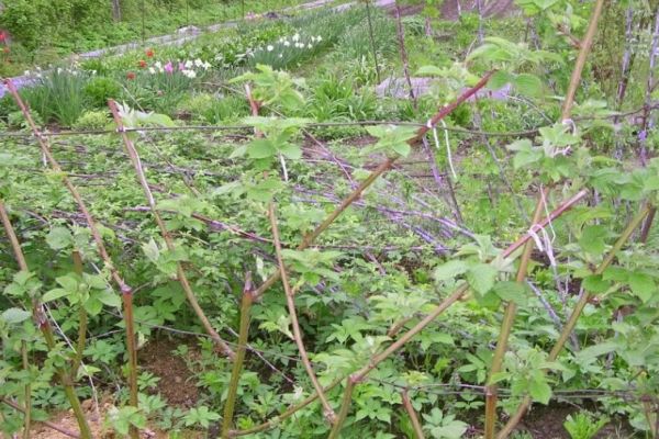 Framboises dans le jardin