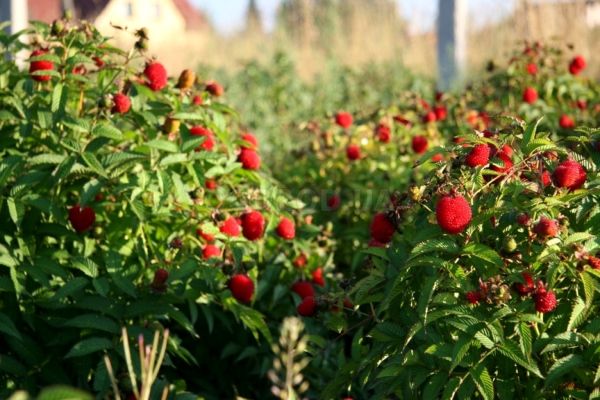 Framboise d'élevage d'été