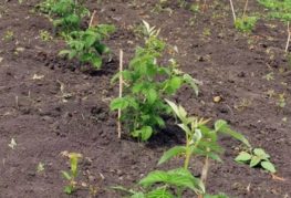 Propagation de framboises