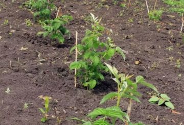 Propagation de framboises