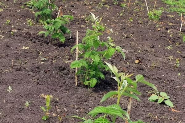 Propagation de framboises